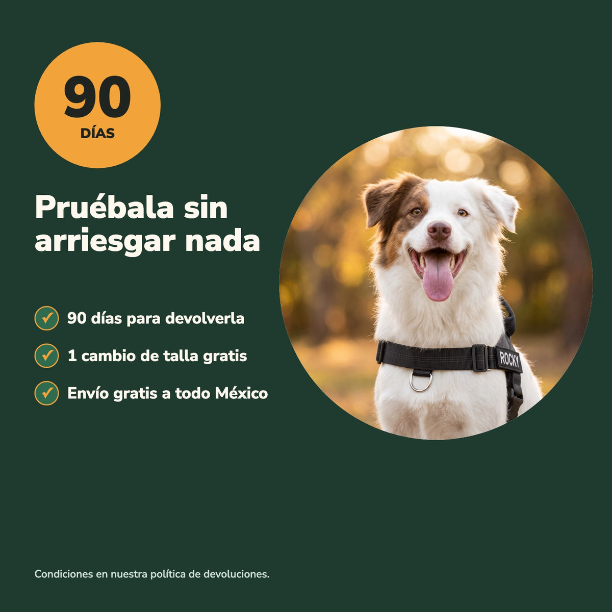 Perro feliz con la pechera Andapaw: 90 días para devolverla, 1 cambio de talla gratis y envío gratis a todo México