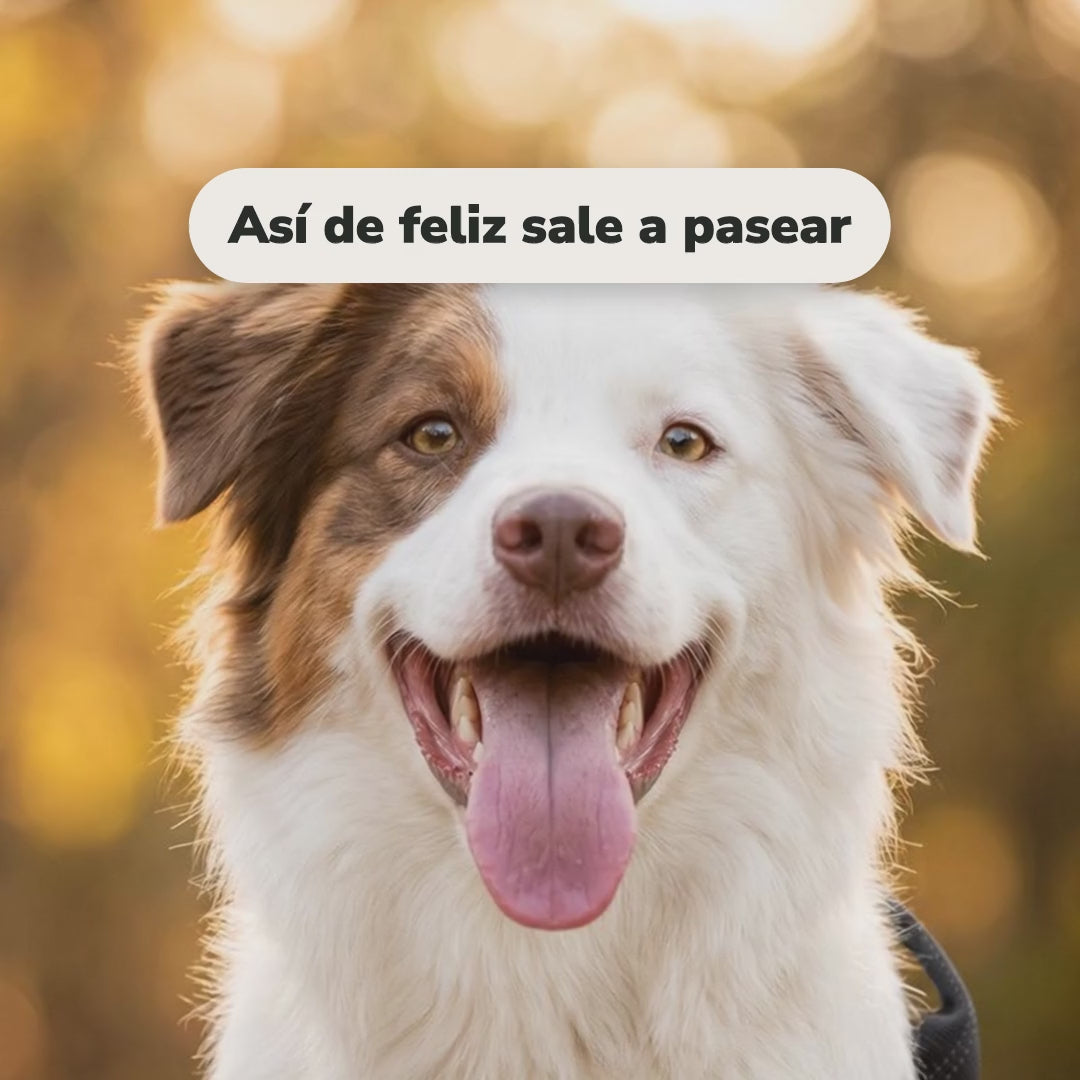 Perro feliz, paseo con la pechera Andapaw y la correa al pecho, y parche bordado con su nombre de regalo